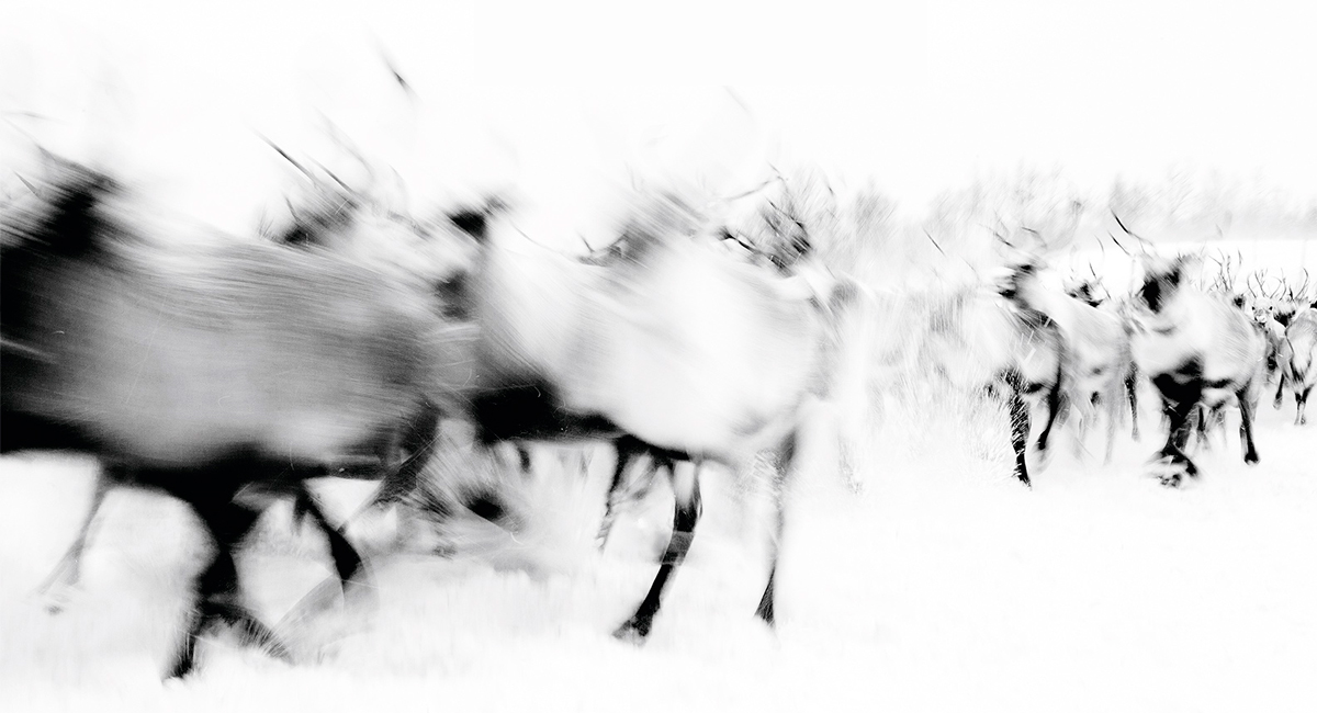 Stensaas Reinsdyrslakteri