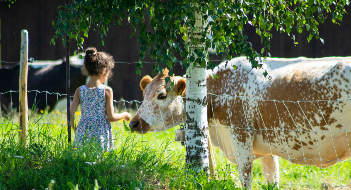 ei%20jente%20og%20ei%20ku.png (1)