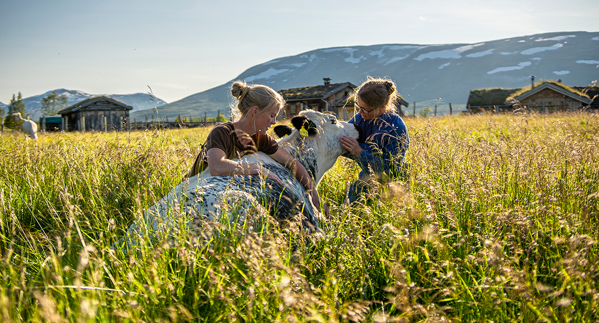 Seters%c3%b8strene.png (1)