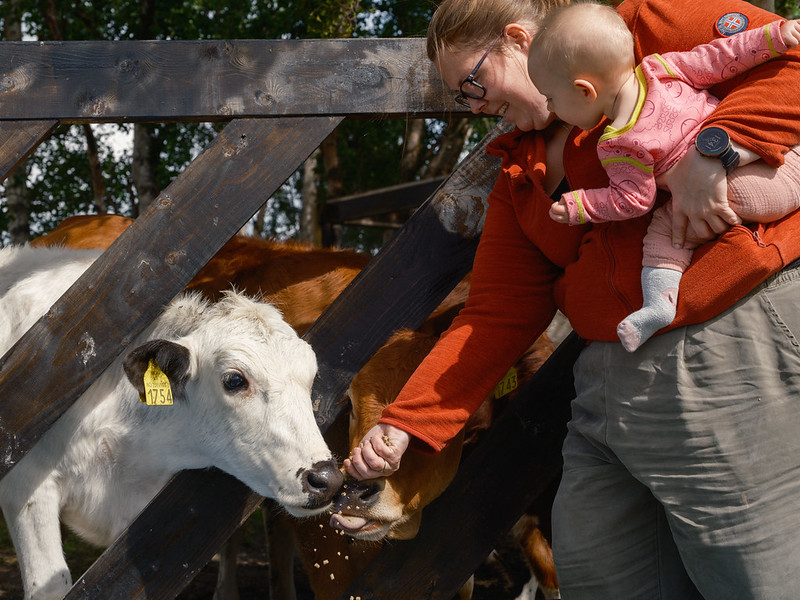 Galåvolden Ku Mates. Foto: Ole Ekker